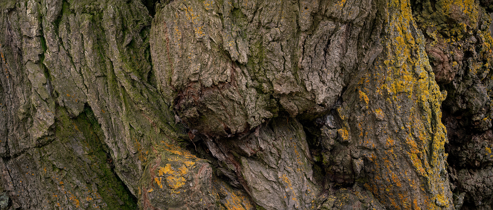 Andrea Morein, Ancestors_ A_M-129501